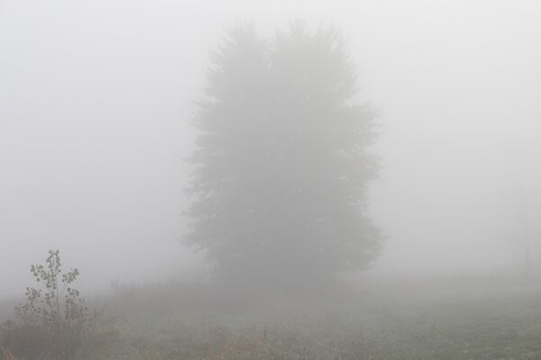 thick fog surrounds one lone tree