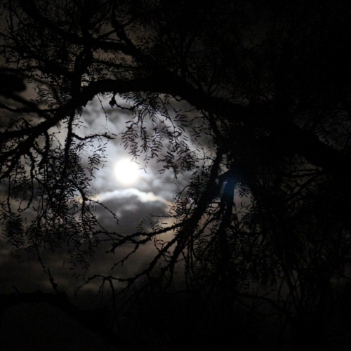 night sky with moon shining through trees looks like a kaleidoscope