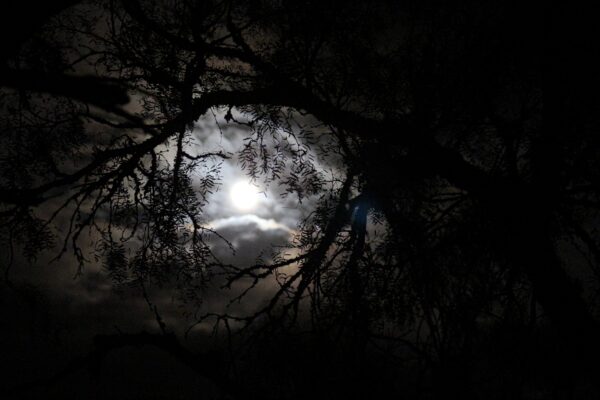 night sky with moon shining through trees looks like a kaleidoscope