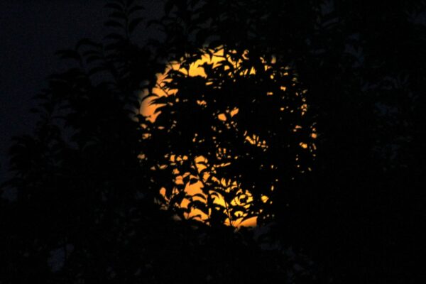 yellow orange shines behind thick tree leaves