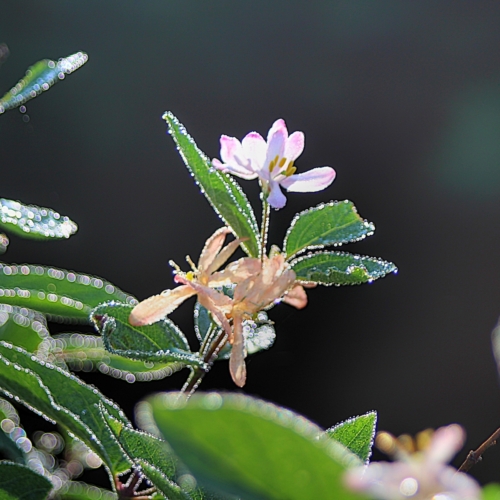 morning dew sparkles on a small flower and leaves