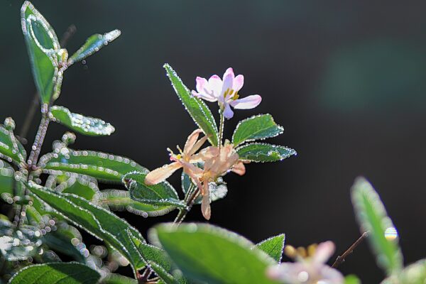 morning dew sparkles on a small flower and leaves