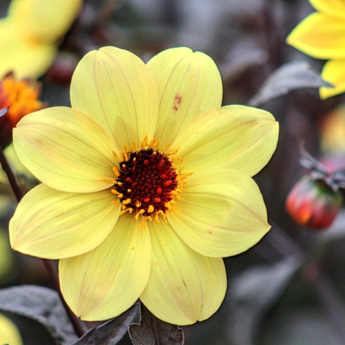 round yellow flower with a bright orangish brown center