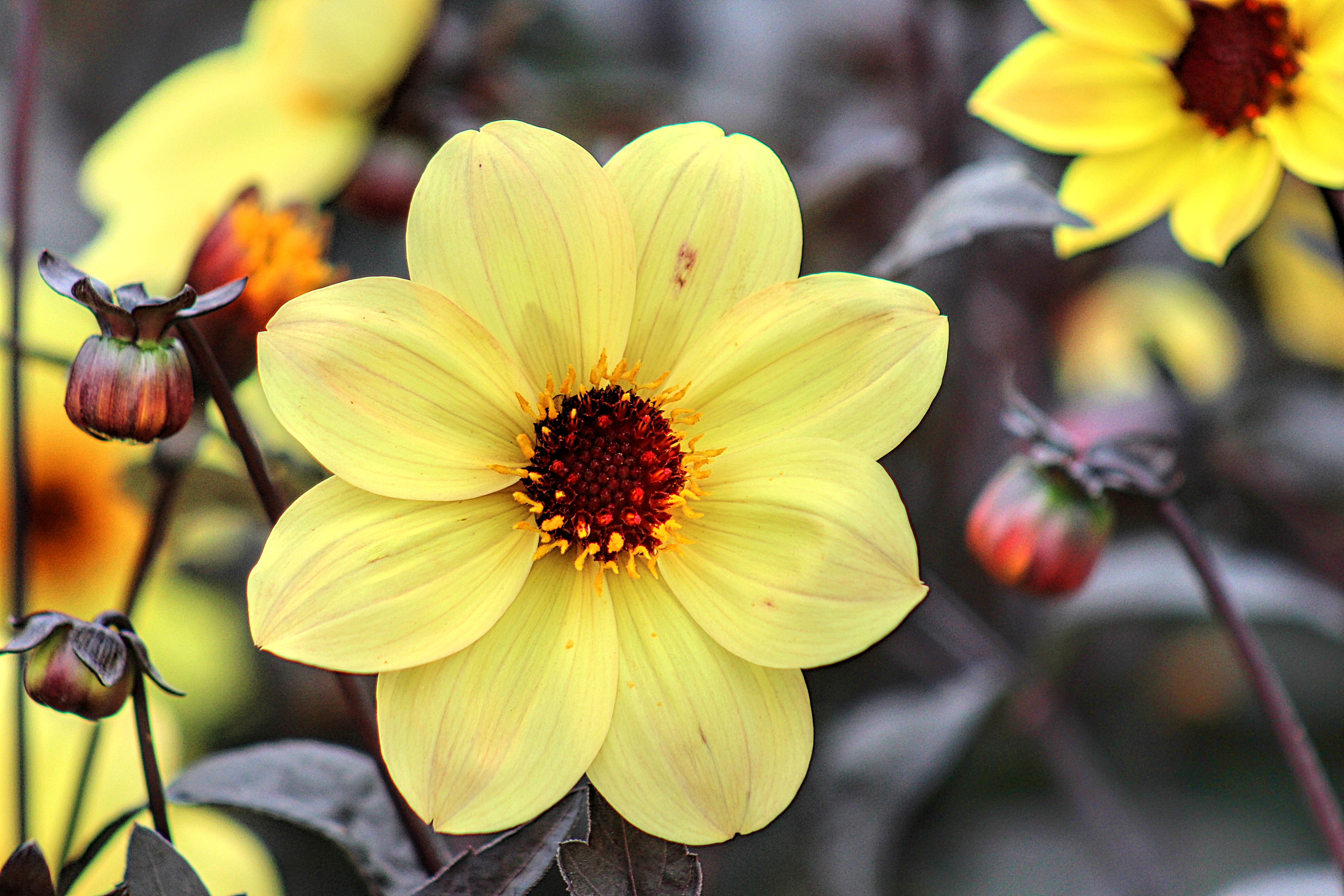 round yellow flower with a bright orangish brown center