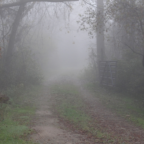 gate open to a foggy lane