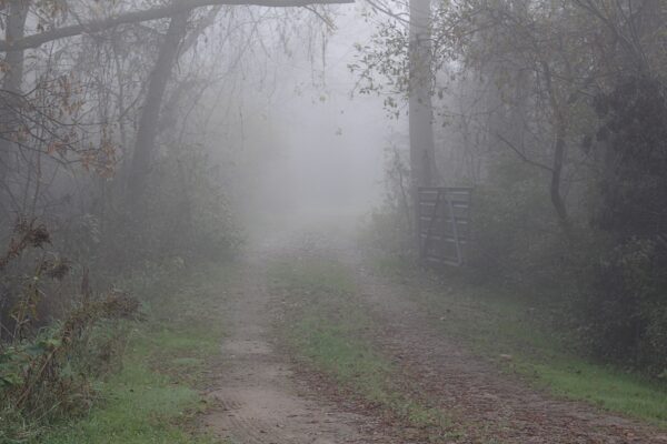 gate open to a foggy lane