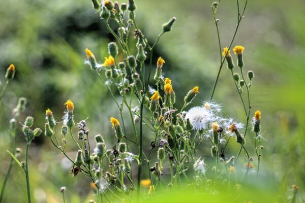 close up of yellow flowers on long green stems