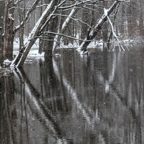 trees reflect on water with snow falling