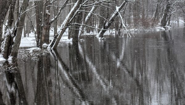 trees reflect on water with snow falling