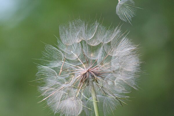 white puffball from spring flower