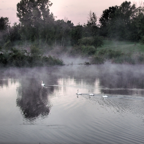 swans swimming in morning fog in lake