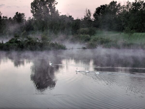 swans swimming in morning fog in lake