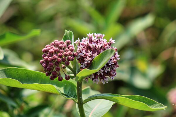 pink milkweed plant one side bloomed one side still buds