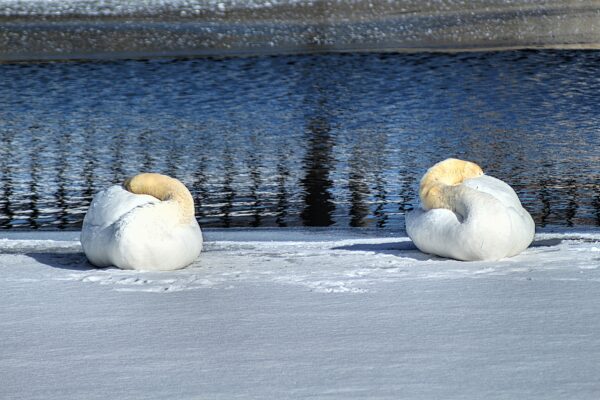 PURCHASE -- winter swans