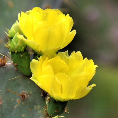 texas prickly pair cactus with beautiful yellow flowers