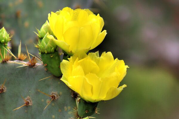 texas prickly pair cactus with beautiful yellow flowers