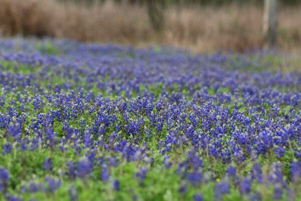 blue bonnets on the ranch