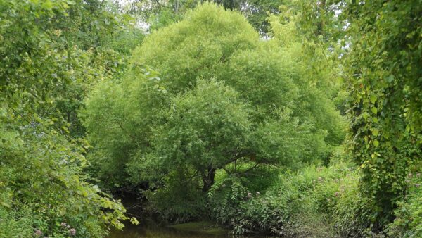 lush tree sitting along a creed bed