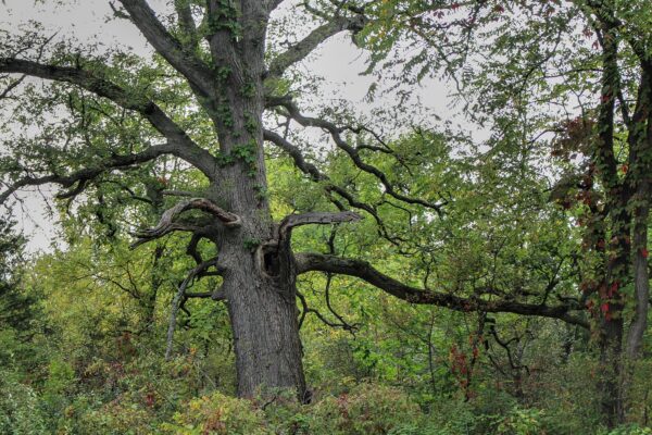 old craggy tree sits in a forest looks like tree in sleepy hallow story