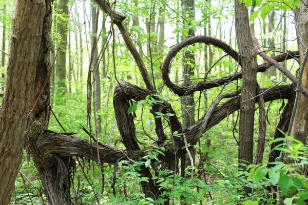 large wild grapevine snarls through trees in a forest