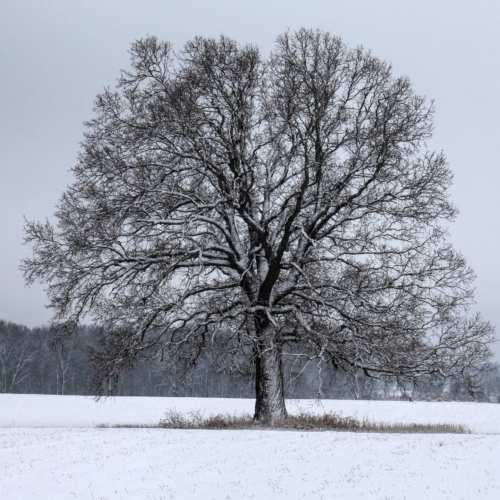 barren oak tree stands in a snowy field