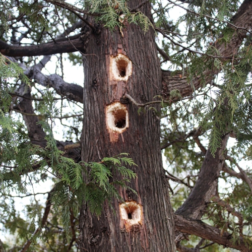 three very large holes drilled out by woodpeckers making a three story woodpecker apartment