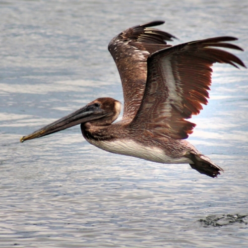 majestic brown pelican flying over kings bay looking for food