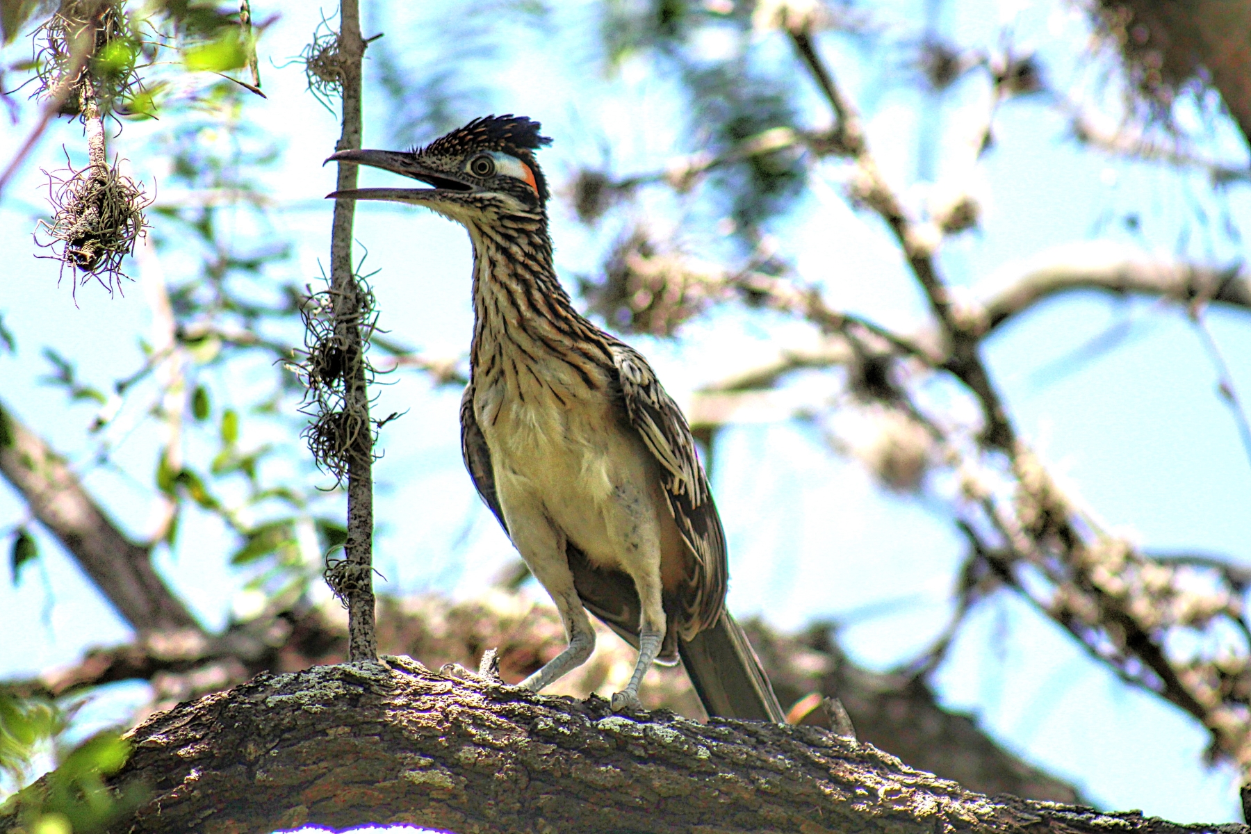 roadrunner bird cooling off on a mesquite tree branch